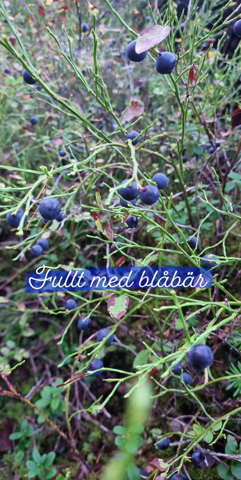 Hyr Rum Pa Oestbo Vittsjö Buitenkant foto